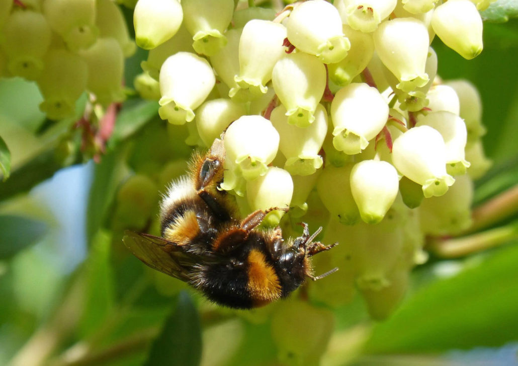 Bee on a strawberry tree bell-flower